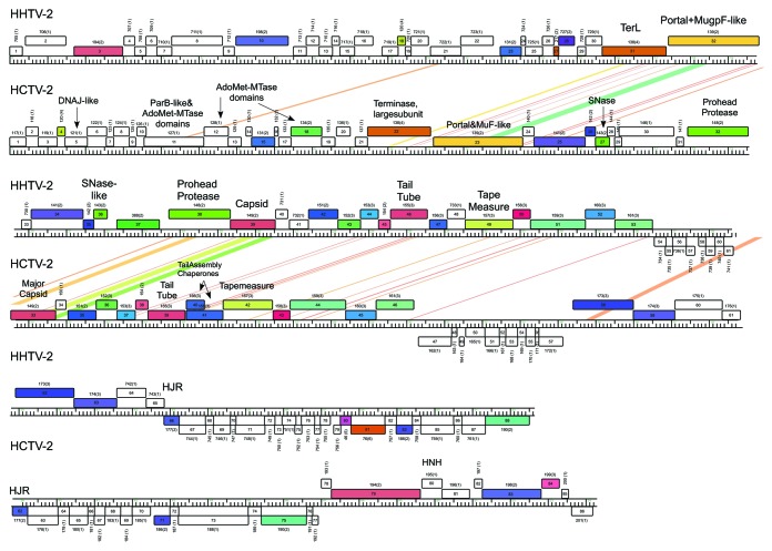 graphic file with name rna-10-803-g5.jpg