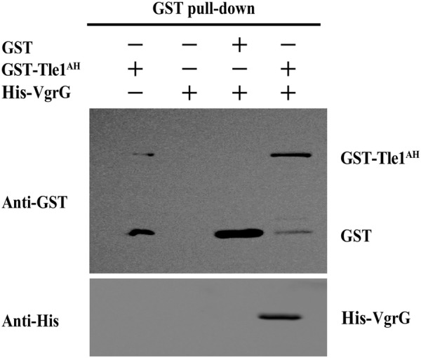 Figure 5