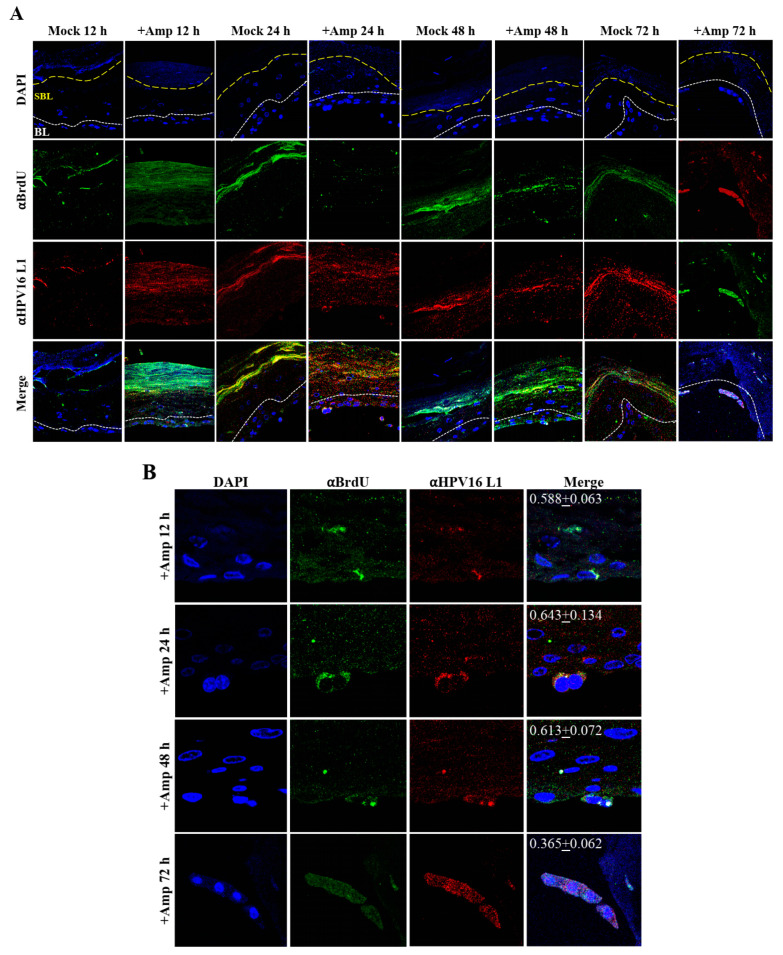 Figure 19