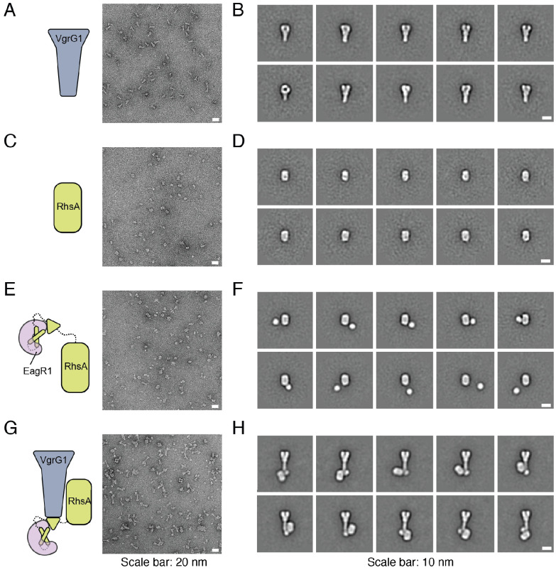 Figure 4—figure supplement 1.