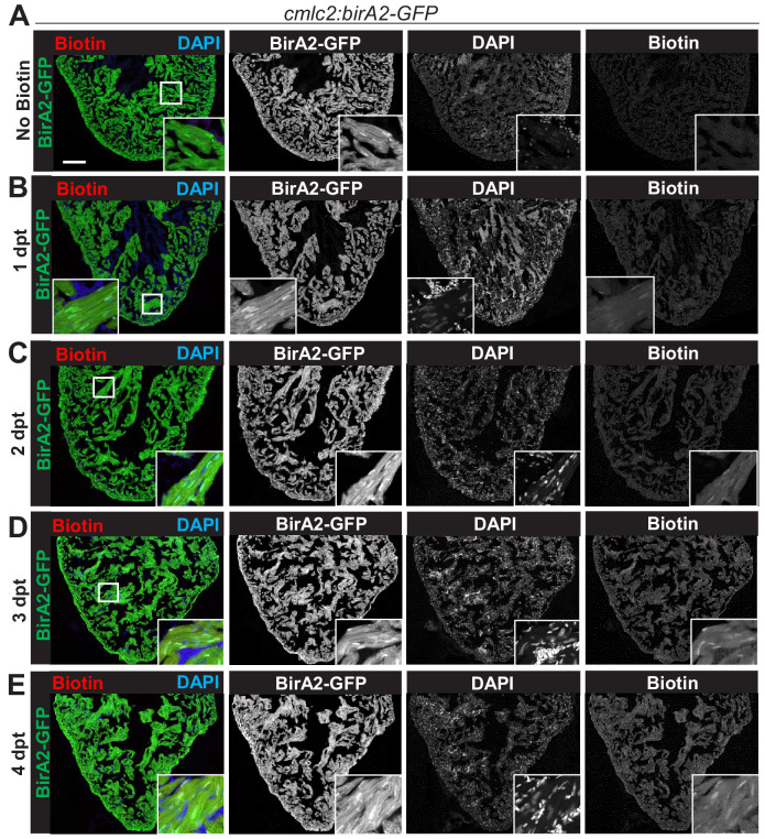 Figure 1—figure supplement 1.