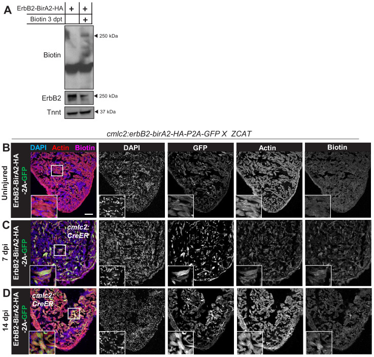 Figure 3—figure supplement 1.