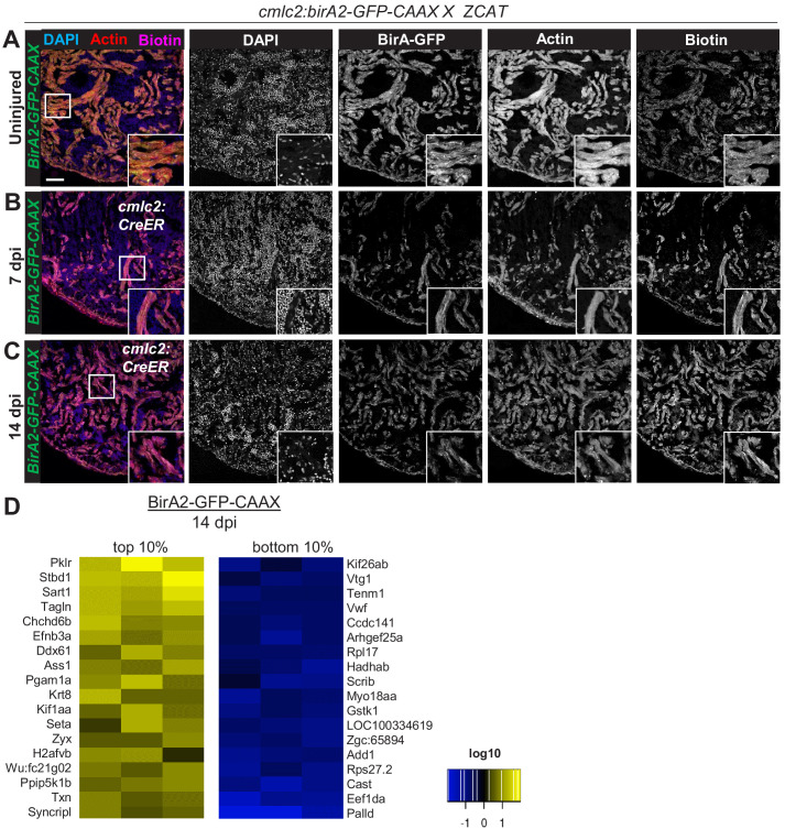 Figure 2—figure supplement 3.