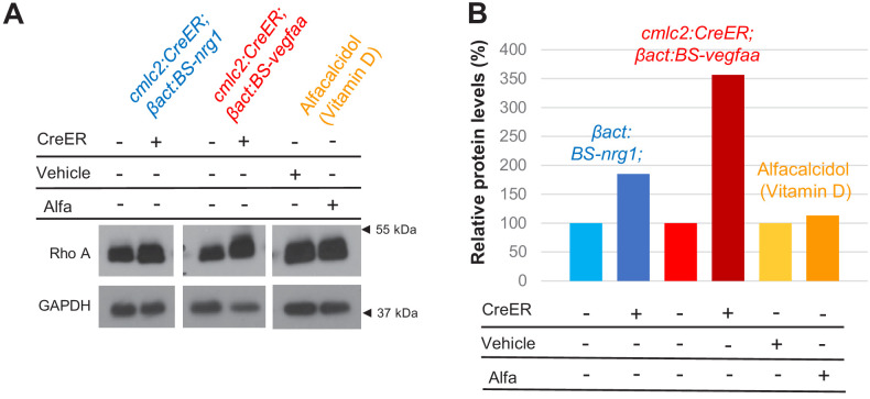 Figure 5—figure supplement 1.