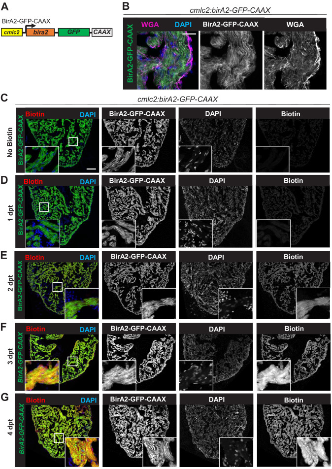 Figure 1—figure supplement 2.