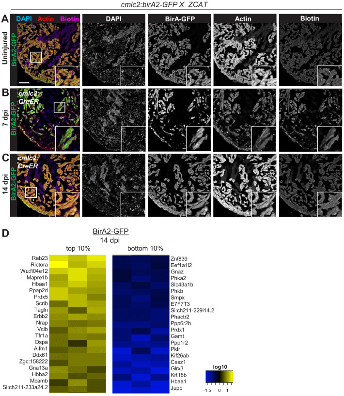 Figure 2—figure supplement 1.