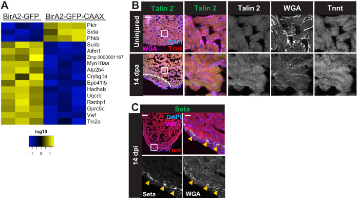 Figure 2—figure supplement 4.