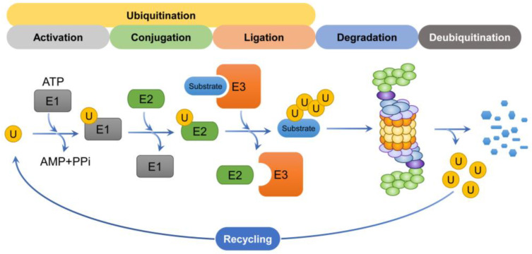 Targeted Protein Degradation: Principles and Applications of the ... Biology Diagrams