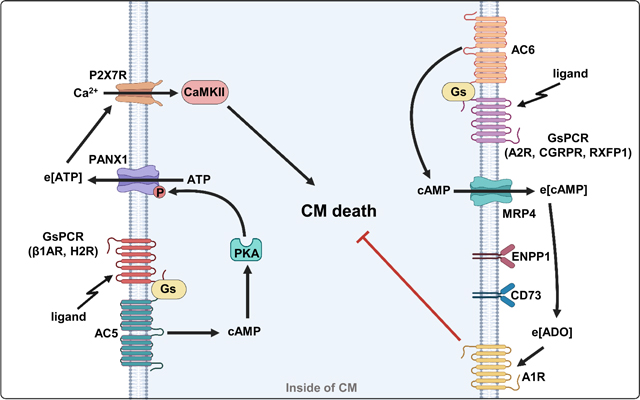 graphic file with name nihms-1937077-f0009.jpg