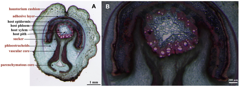 Fig. 4