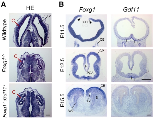 Fig. 9.