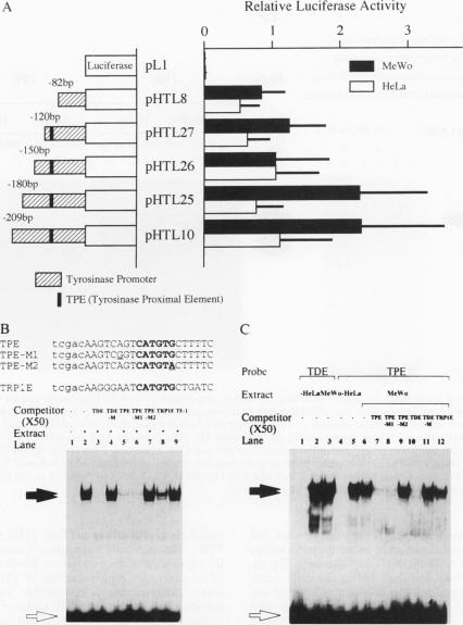 graphic file with name molcellb00012-0397-a.jpg