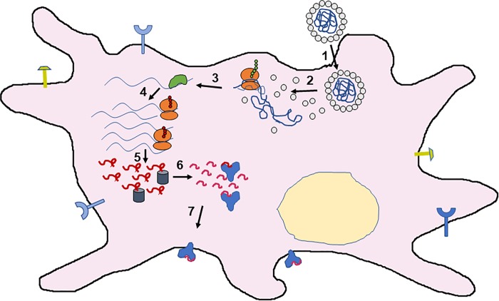 Fig 1