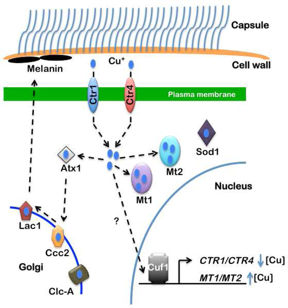 Fig. 4