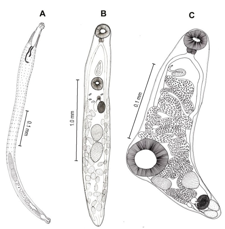 Fig. 1