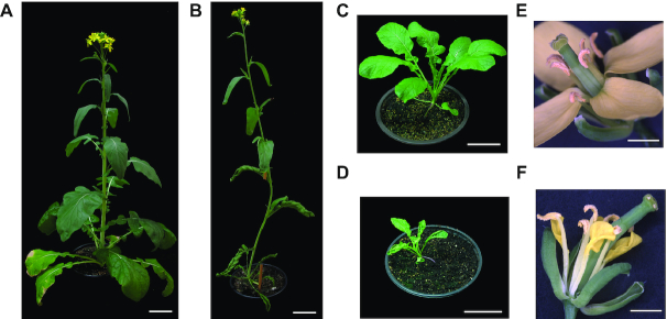 Figure 6: