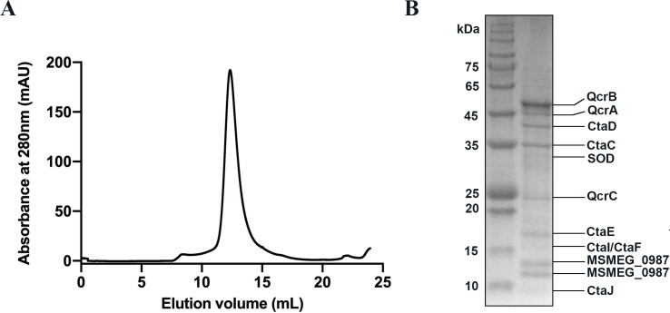 Figure 2—figure supplement 1.