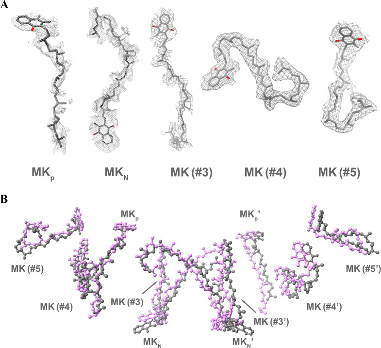 Figure 3—figure supplement 1.