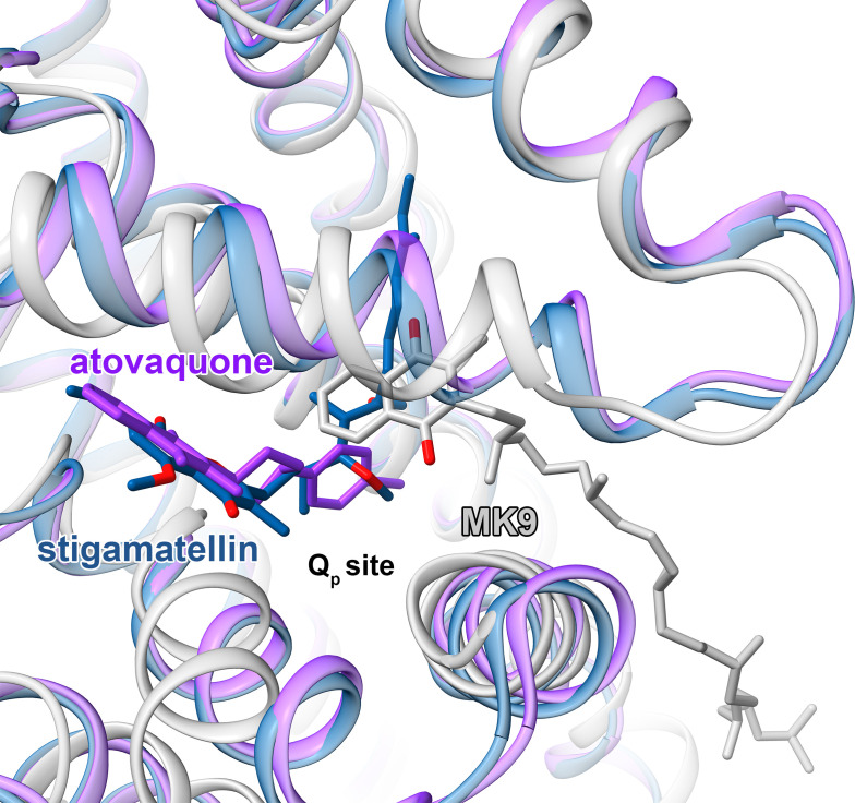 Figure 3—figure supplement 2.