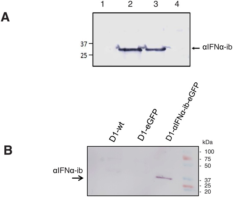 Fig 5