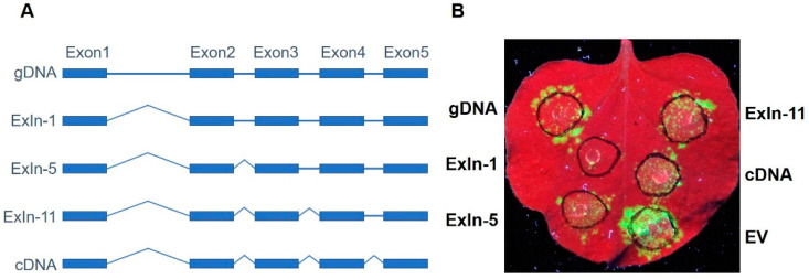 Figure 5