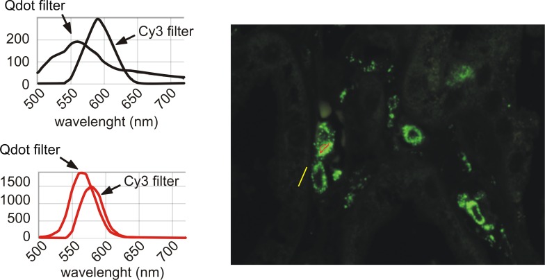 Fig 10