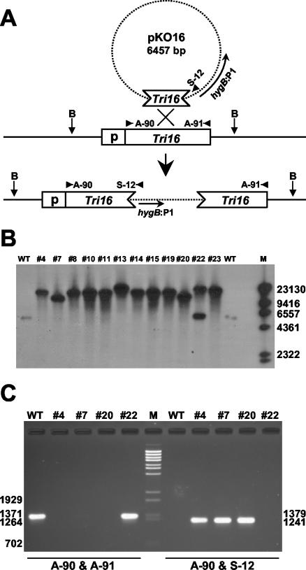 FIG. 1.