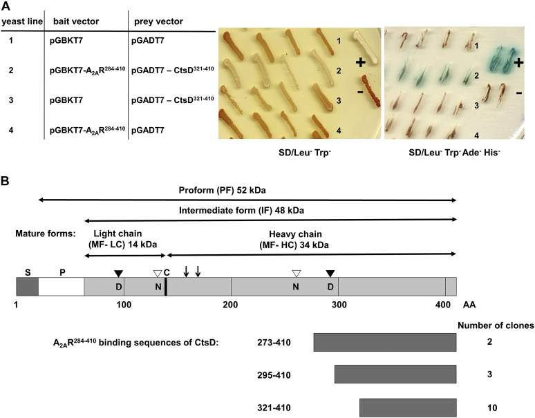 Figure 1