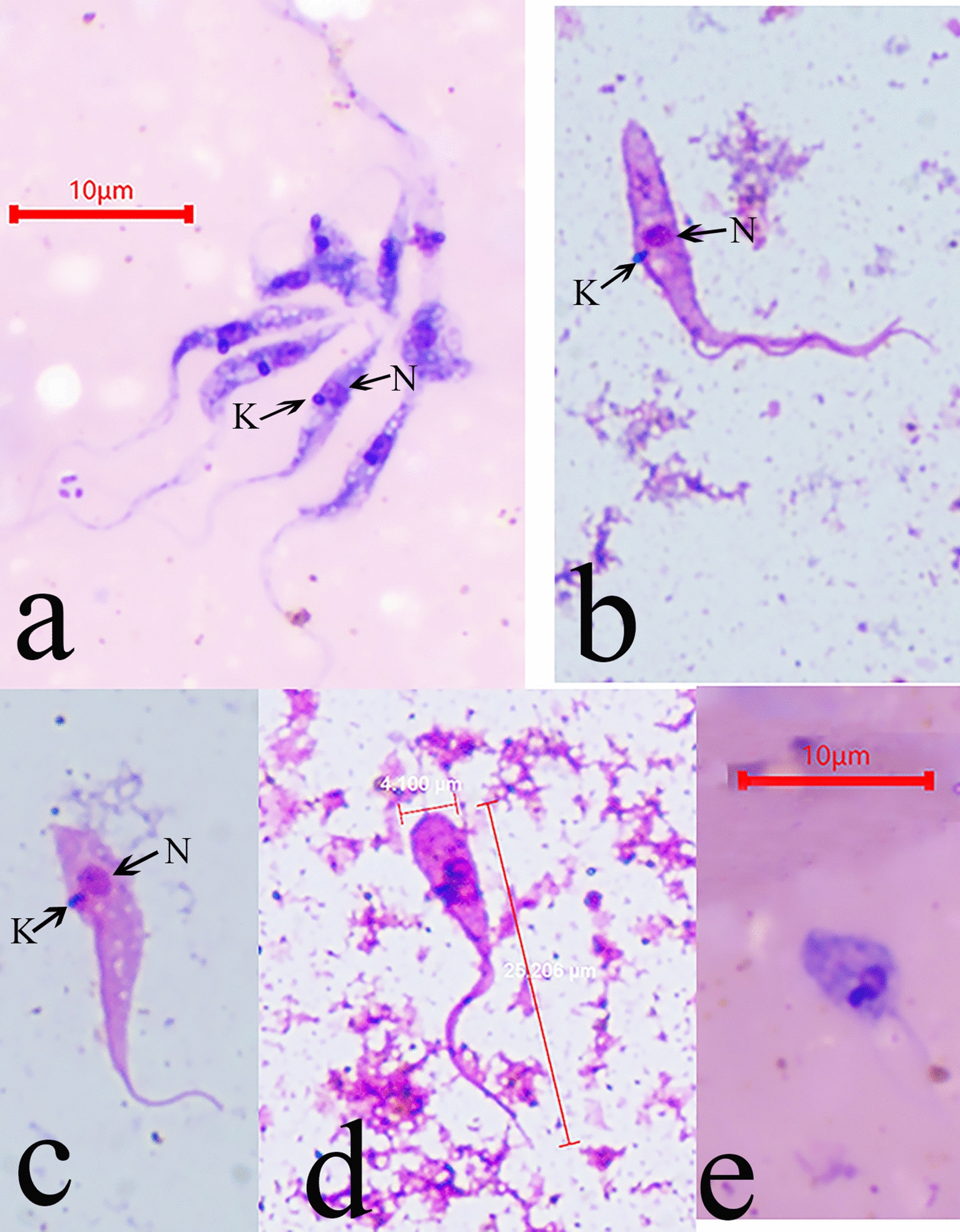 Fig. 1
