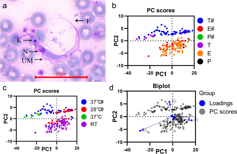 Fig. 2