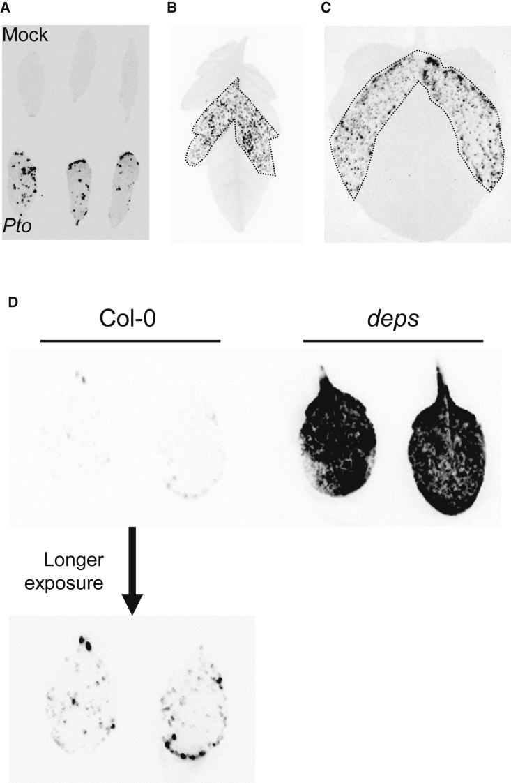 Figure 6