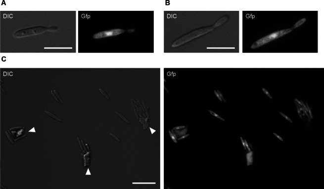 Fig. 2