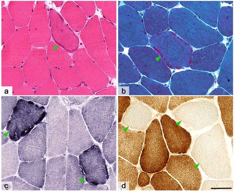 Fig 3