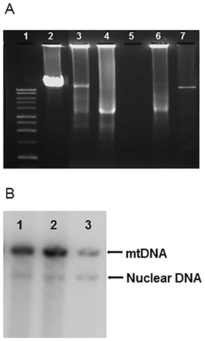 Fig 5