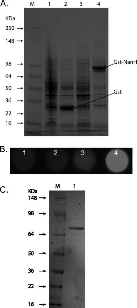 FIG. 2.