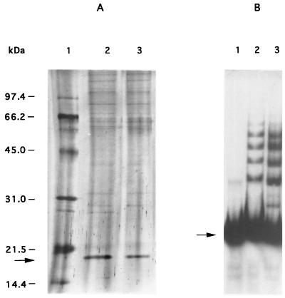 FIG. 5