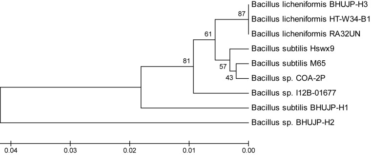 FIGURE 1