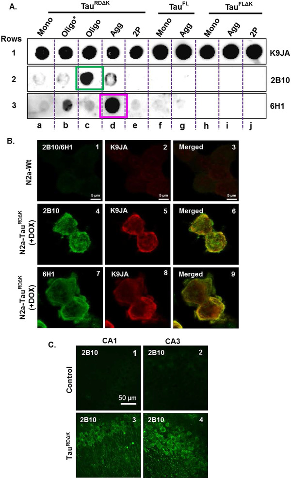 FIGURE 1