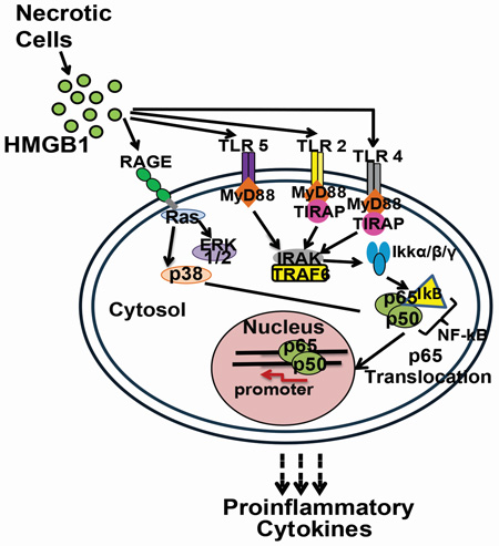 graphic file with name nihms820015f7.jpg