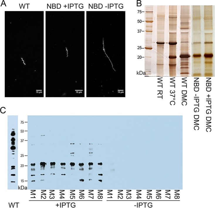 FIG 6 