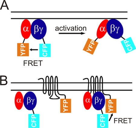 FIGURE 1.