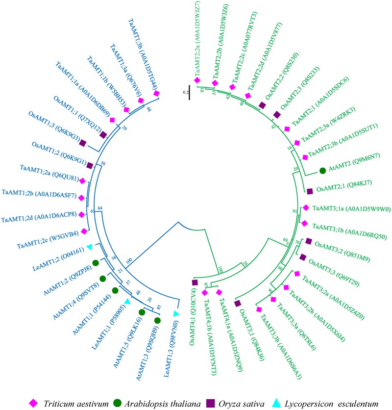 FIGURE 1