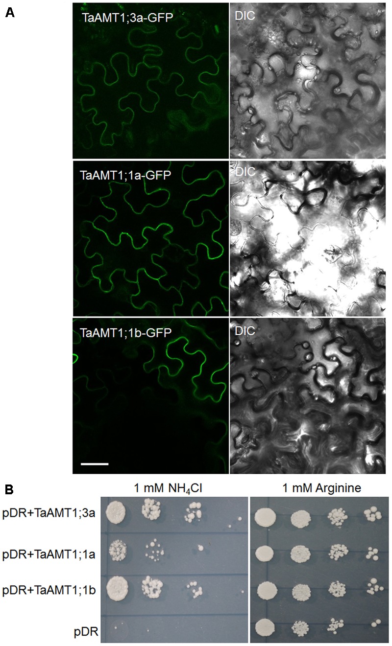 FIGURE 3