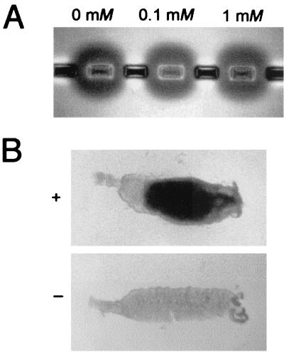 FIG. 5