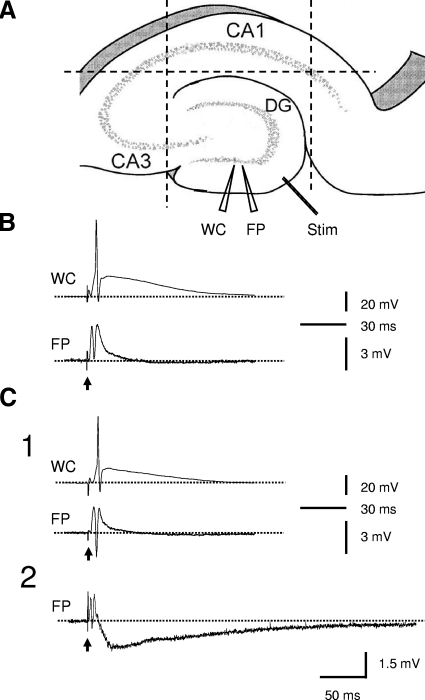 Fig. 1.