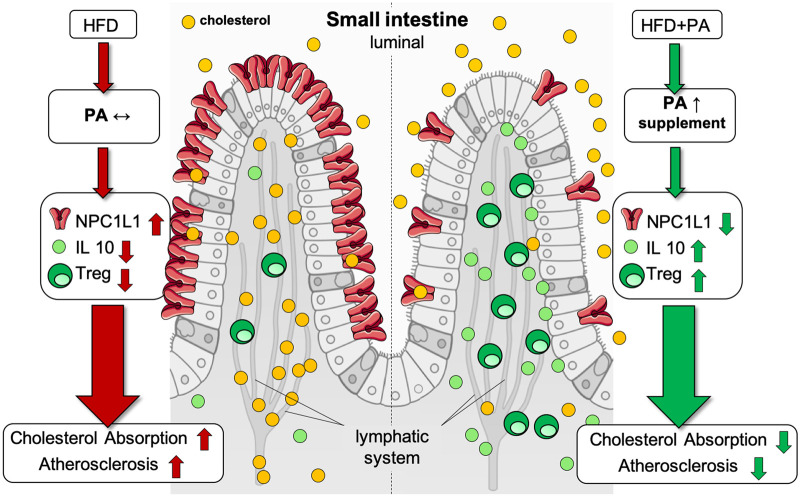 Graphical Abstract