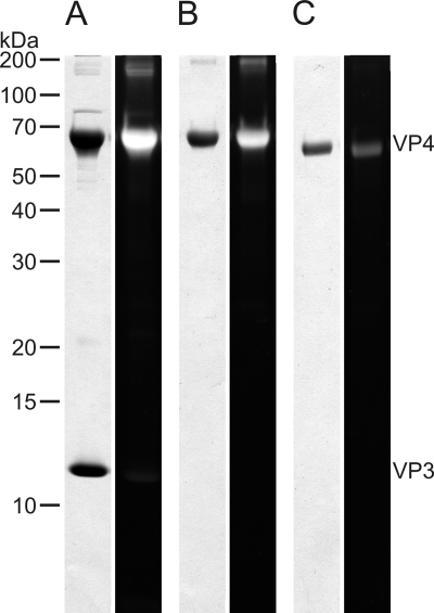 FIG. 6.