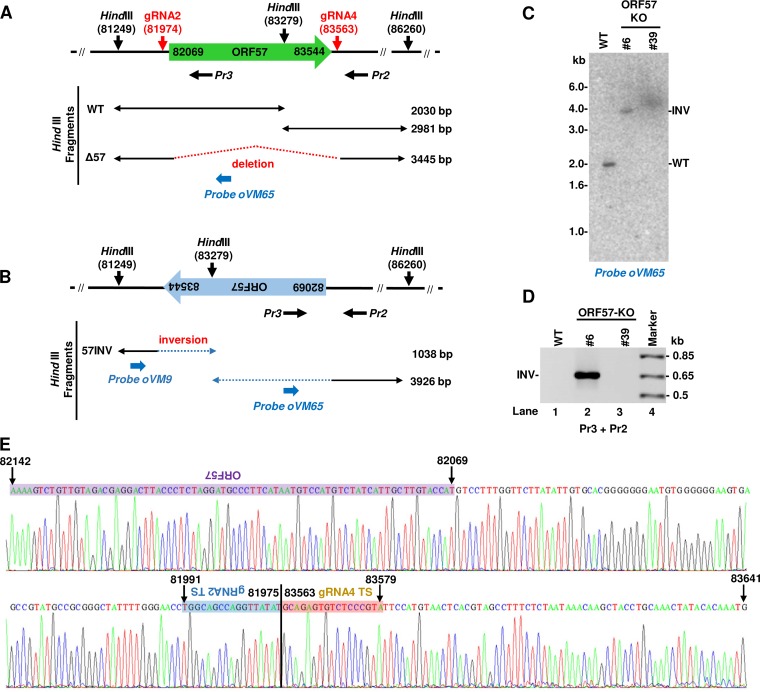 FIG 6