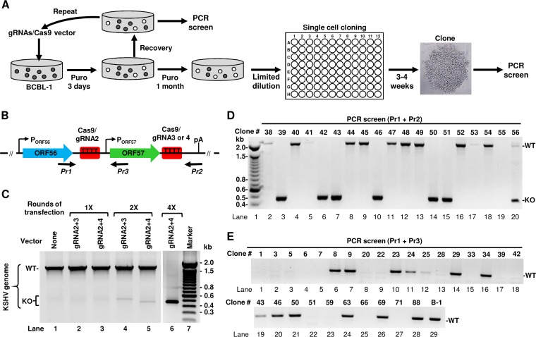 FIG 3