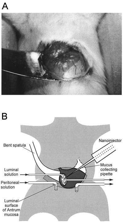 FIG. 1